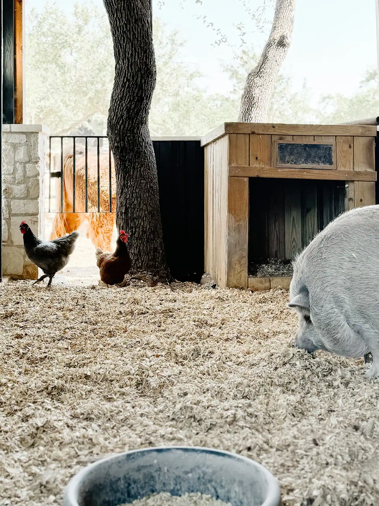 Pen with wood shavings, a gray pig, two hens, a wood animal shelter and a tree trunk, with a Highland cow behind a bar gate