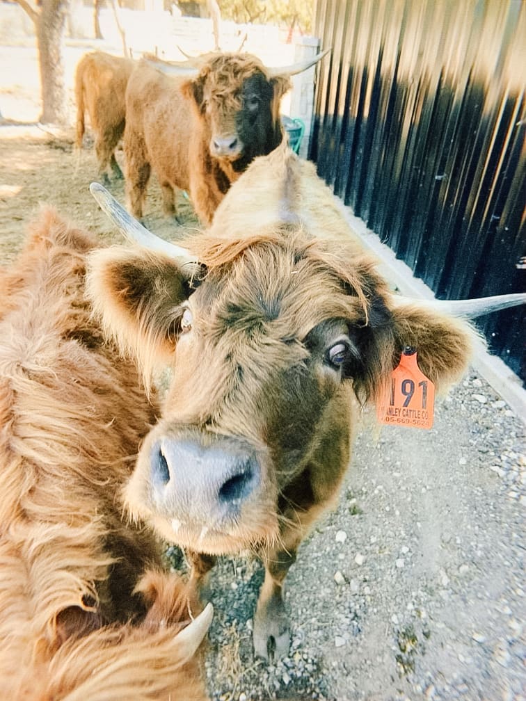 Highland cow beside the stalls of a custom barn