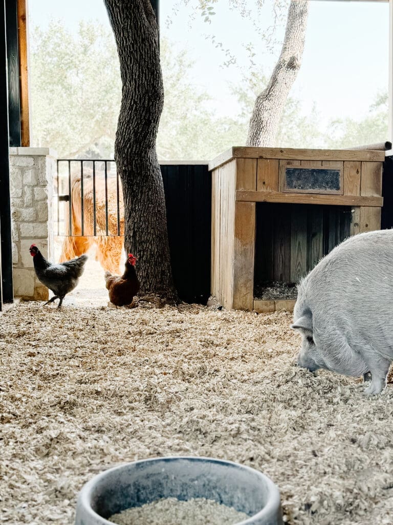 Chickens beside a stone barn wall on a Hill Country ranch